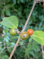 Tricalysia capensis transvaalensis