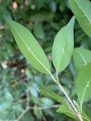 Tricalysia capensis transvaalensis