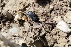 Pterostichus funestes