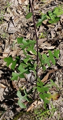 Lactuca hirsuta