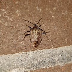 Halyomorpha halys