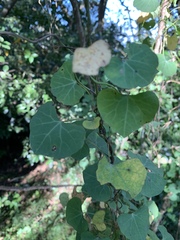 Cissampelos torulosa