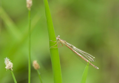 Platycnemis