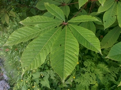 Aesculus indica