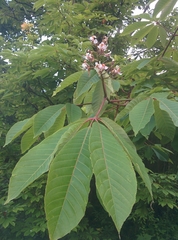 Aesculus indica