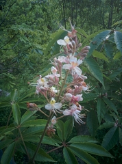 Aesculus indica