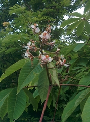 Aesculus indica