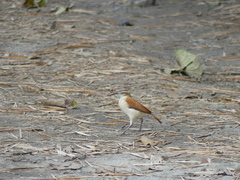 Furnarius leucopus cinnamomeus