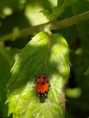 Hippodamia convergens
