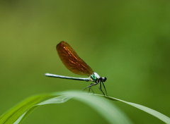 Mnais andersoni