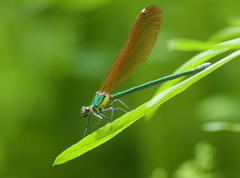 Mnais andersoni