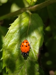 Hippodamia convergens
