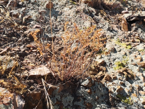 Image of Dudleya multicaulis by (c) Jordan Zylstra, some rights reserved (CC BY)