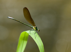 Mnais andersoni