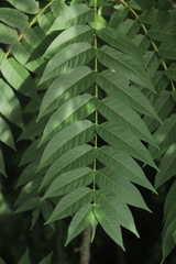 Ailanthus altissima