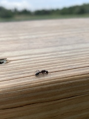 Camponotus sexguttatus