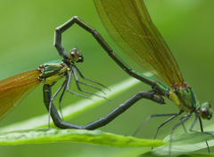 Mnais andersoni