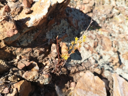 Image of Dudleya multicaulis by (c) Jordan Zylstra, some rights reserved (CC BY)