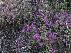 Clarkia concinna