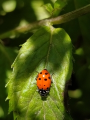 Hippodamia convergens