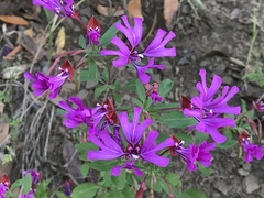 Clarkia concinna