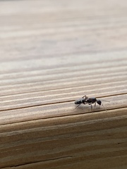 Camponotus sexguttatus