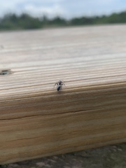 Camponotus sexguttatus
