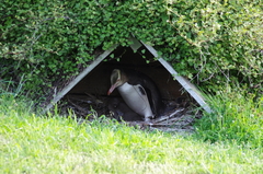 Megadyptes antipodes