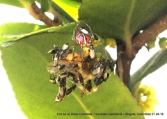 Alpaida variabilis