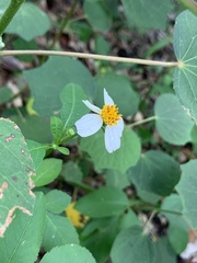 Bidens alba