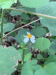 Bidens alba