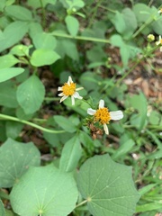Bidens alba