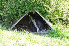 Megadyptes antipodes