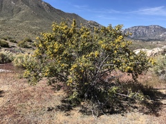 Fremontodendron californicum