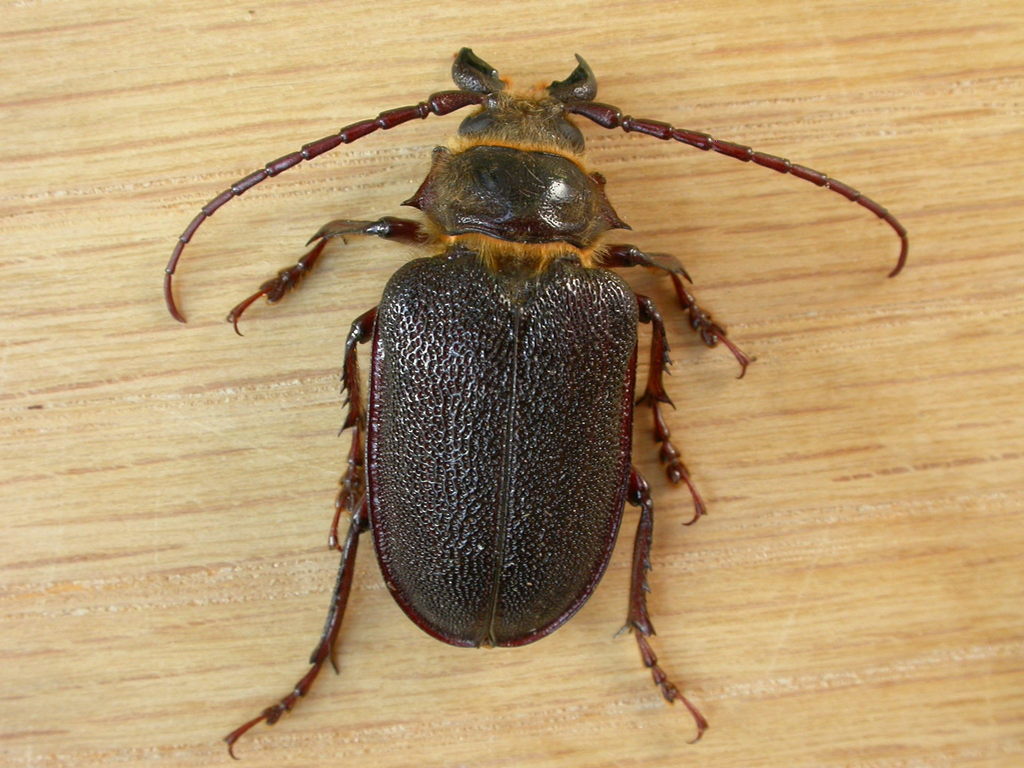 Sceleocantha