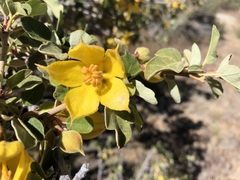 Fremontodendron californicum