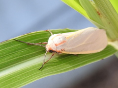 Pygarctia abdominalis