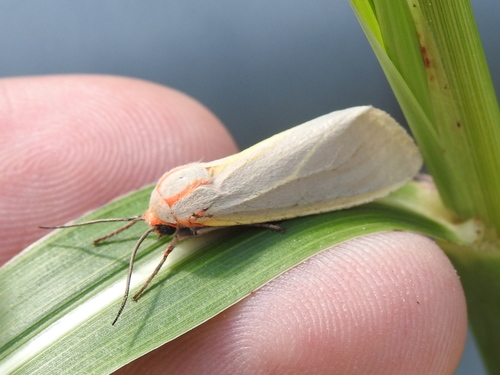 Yellow-edged Tussock Moth photo 3