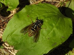 Temnostoma excentrica