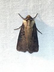 Agrotis obliqua