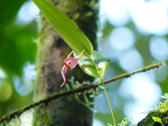 Pleurothallis ruberrima