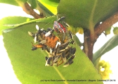Alpaida variabilis