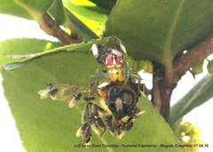 Alpaida variabilis