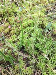 Drosera filiformis