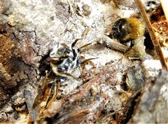 Pheidole metallescens