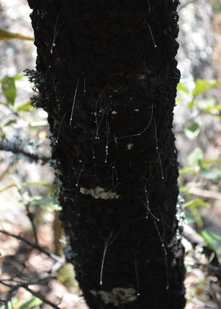 Stigmacoccidae