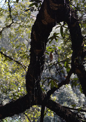 Stigmacoccus garmilleri