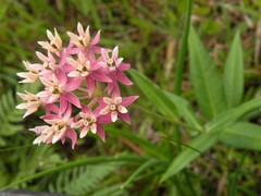 Asclepias rubra