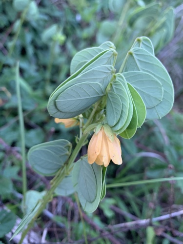 American Sicklepod