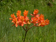 Asclepias lanceolata